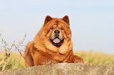 CHOW CHOW 252